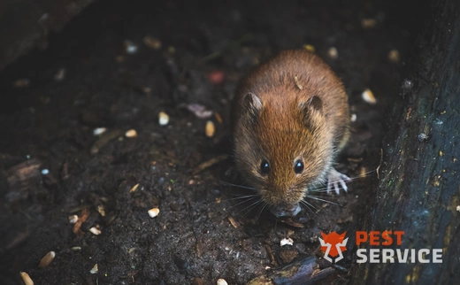 Дератизация в Череповце